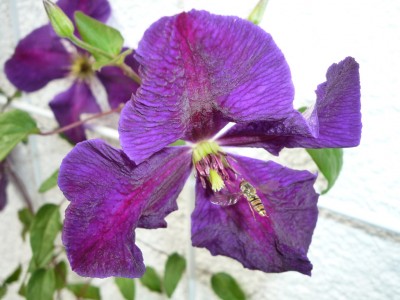 Tuczka mit Besucher.JPG