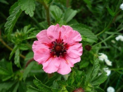 Potentilla nepalensis.JPG