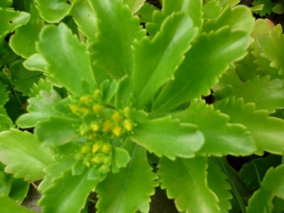 Sedum Kamtschatikum.JPG