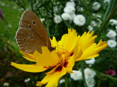 Brauner Waldvogel2.JPG