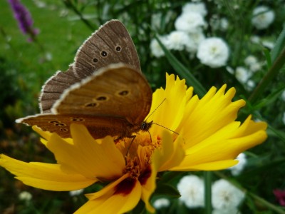 Brauner Waldvogel1.JPG