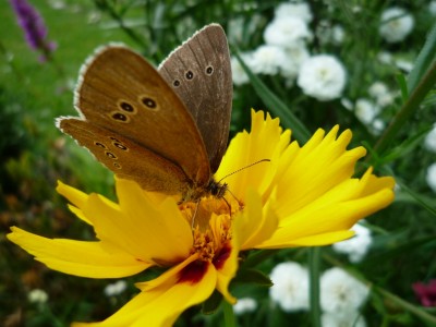 Brauner Waldvogel.JPG