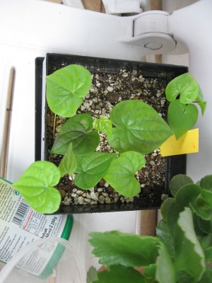 Dioscorea sylvatica.jpg