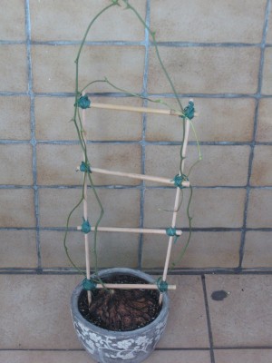 Dioscorea  mexicana.jpg