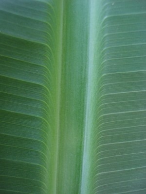 Makro Blatt.jpg