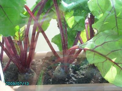 PICT0516.JPG