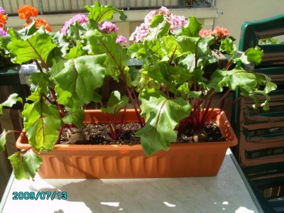 PICT0510.JPG
