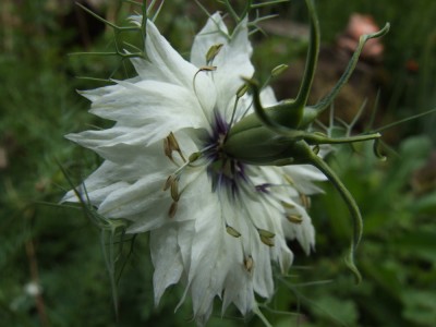 DSCF3894.JPG