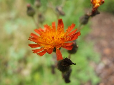 DSCF3863.JPG