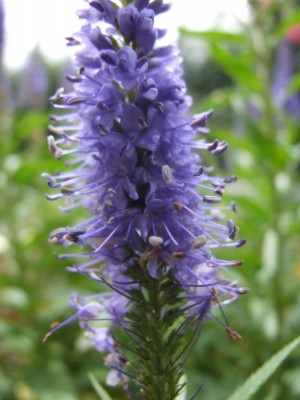 DSCF3838.JPG