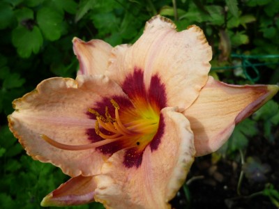 Taglilie Wineberry Candy1.JPG