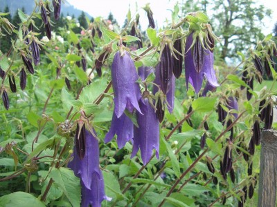 campanula.JPG