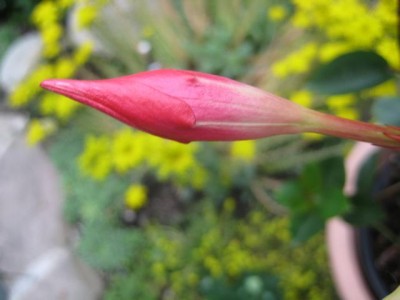 IMG_sieben.JPG