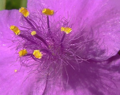 tradescanthia.jpg