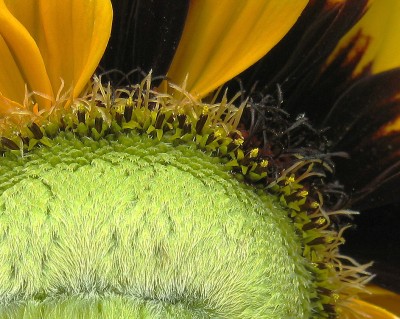rudbeckia hirta.jpg