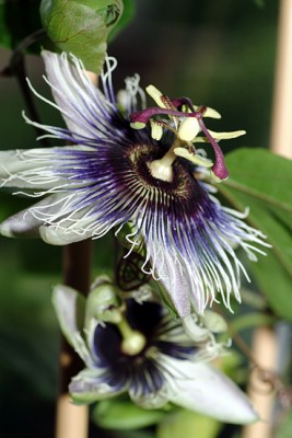 DSCF4285g.jpg