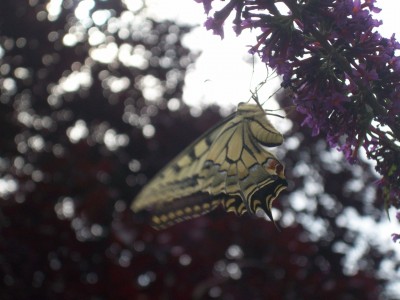 Schwalbenschwanz im Anflug.jpg