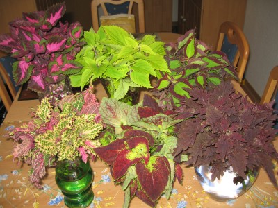 IMG_9865.JPG