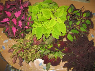 IMG_9864.JPG