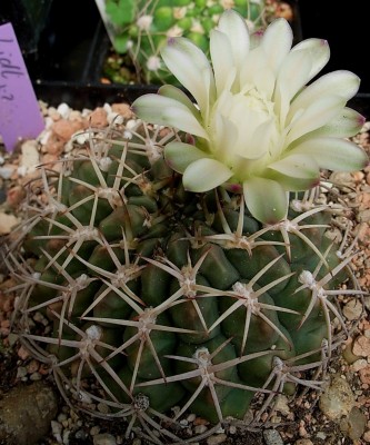 Gymnocalycium hamathum, 07.09.JPG