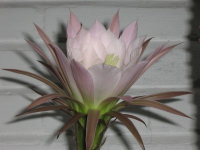 IMG_2271 Cereus A.jpg