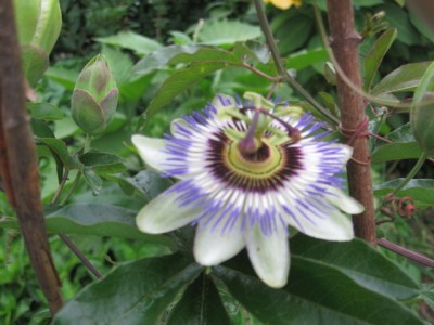 Passiblüte.jpg