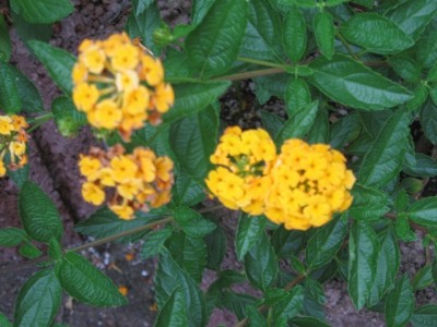 Lantana.jpg