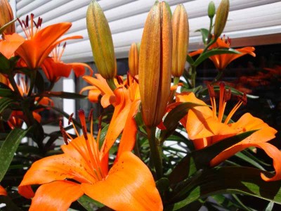 Lilienblüten2ava.jpg