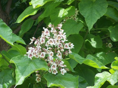 100_6928.JPG