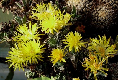 Faucaria, 10.08.JPG