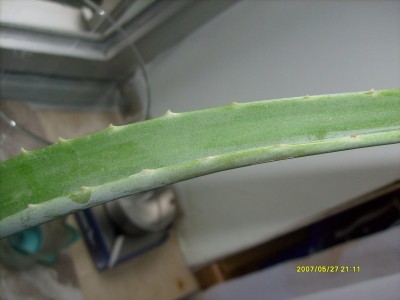 forever aloe vera trinkgel Forever Living - Bright Toothgel main image 1