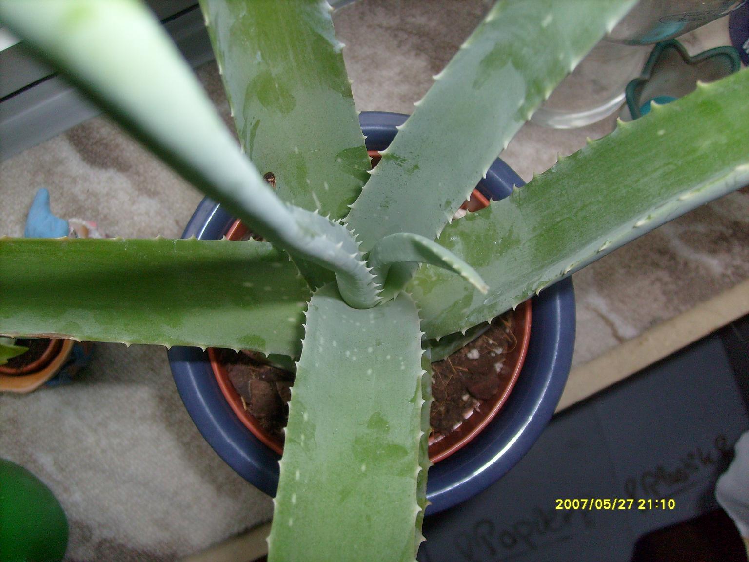 aloe vera lily of the desert Lily Of The Desert Aloe Vera Gel - Whole Leaf main image 1