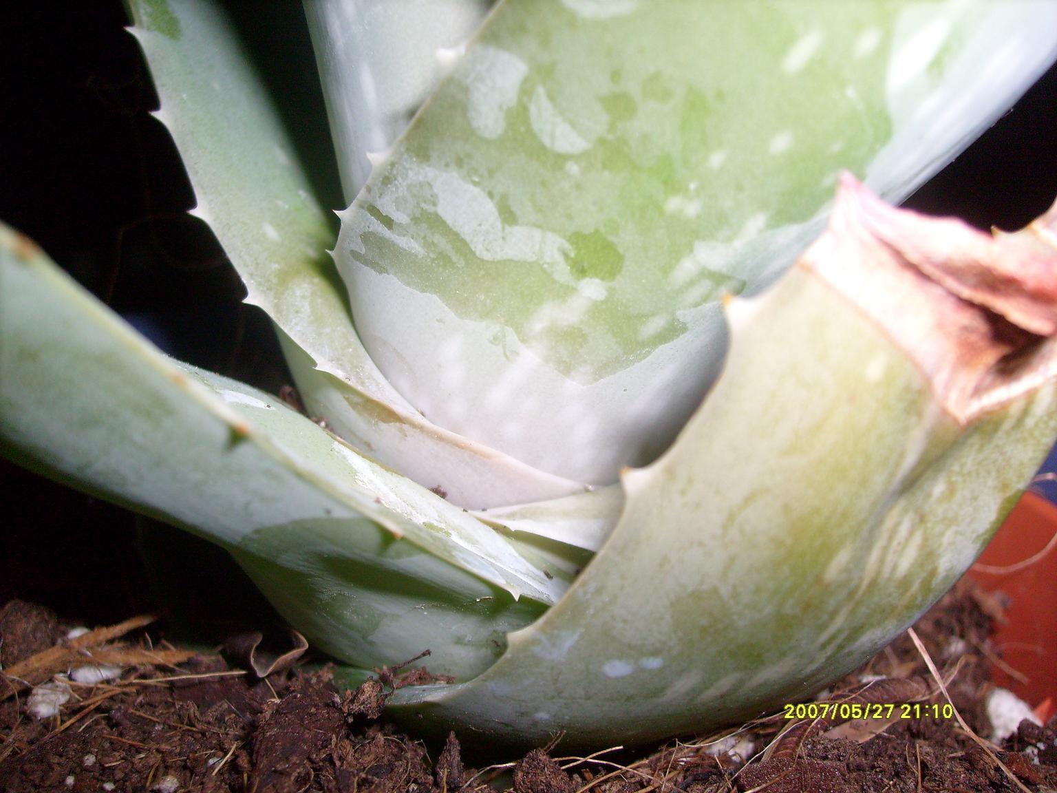 leereAloe Vera  Pflanzenkrankheiten & Schdlinge  GREEN24 Pflanzen &  Garten Forum