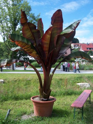 100_8362.jpg