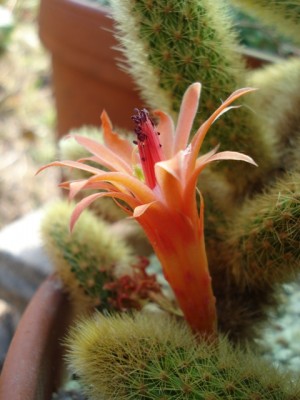 Seitenansicht Blüte Cleistocactus Winteri.jpg