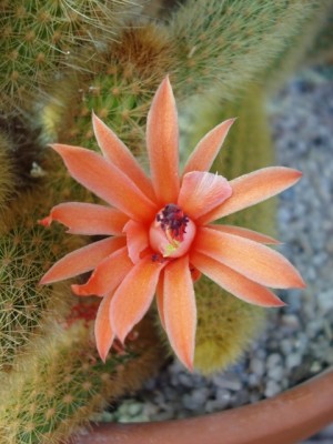 Blüte Cleistocactus winteri.jpg