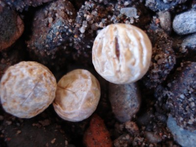 obcordellum lambertense SB626 2.jpg