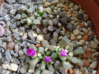 Frithias in Blüte.jpg