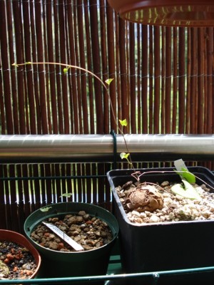 Elephantipes treibt aus.jpg