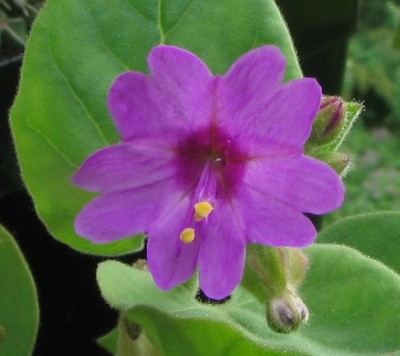 IMG_1677Mirabilis viscosa 2.jpg