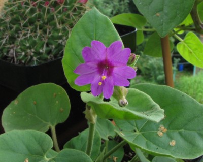 IMG_1678Mirabilis viscosa.jpg