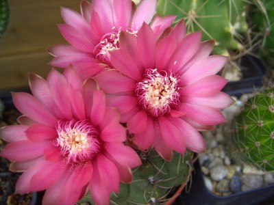 Malter  vom  5.6.09 - 14.7.09 169.jpg