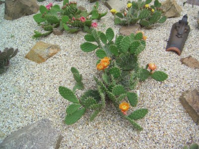 Malter  vom  5.6.09 - 14.7.09 055.jpg