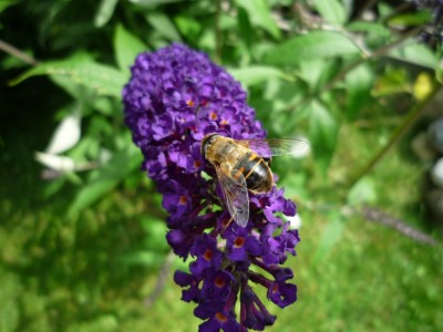 Besucher auf Schmetterlingsflieder.JPG