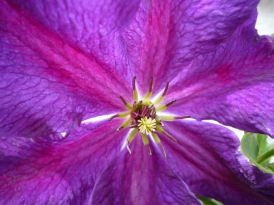 Clematis Tuszka Makro.JPG