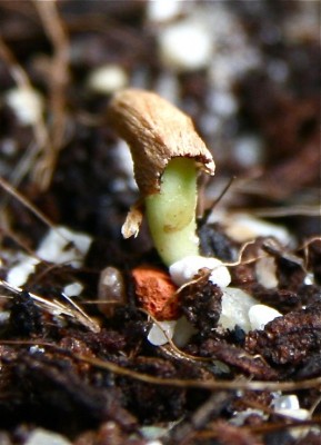 ao variegated.jpg