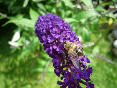 Schmetterlingsflieder mit Besucher.JPG