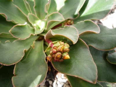 Lewisia Blütenbildung.JPG
