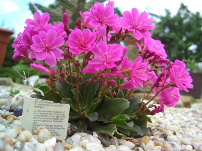 Malter  vom  5.6.09 - 14.7.09 154.jpg
