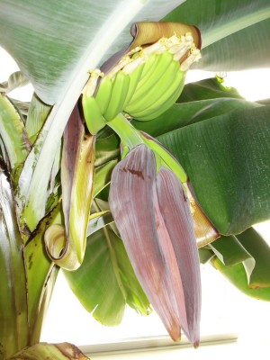 Banane1.JPG